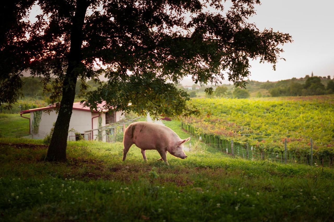 Willa Tourist Farm Skerlj Dutovlje Zewnętrze zdjęcie